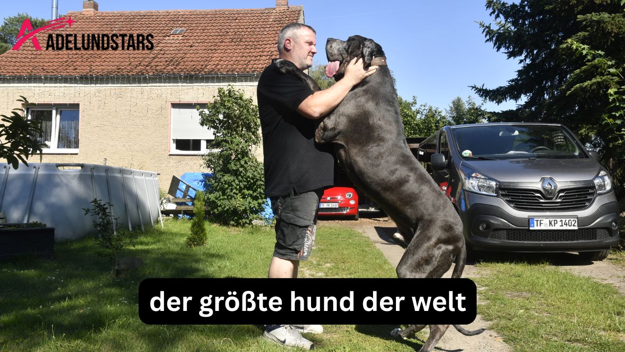 Der größte Hund der Welt: Rekorde, Rasse und Größe